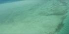 Dugongs - Great Sandy Strait - Hervey Bay - Fraser Island - QLD (PBH4 00 17834)